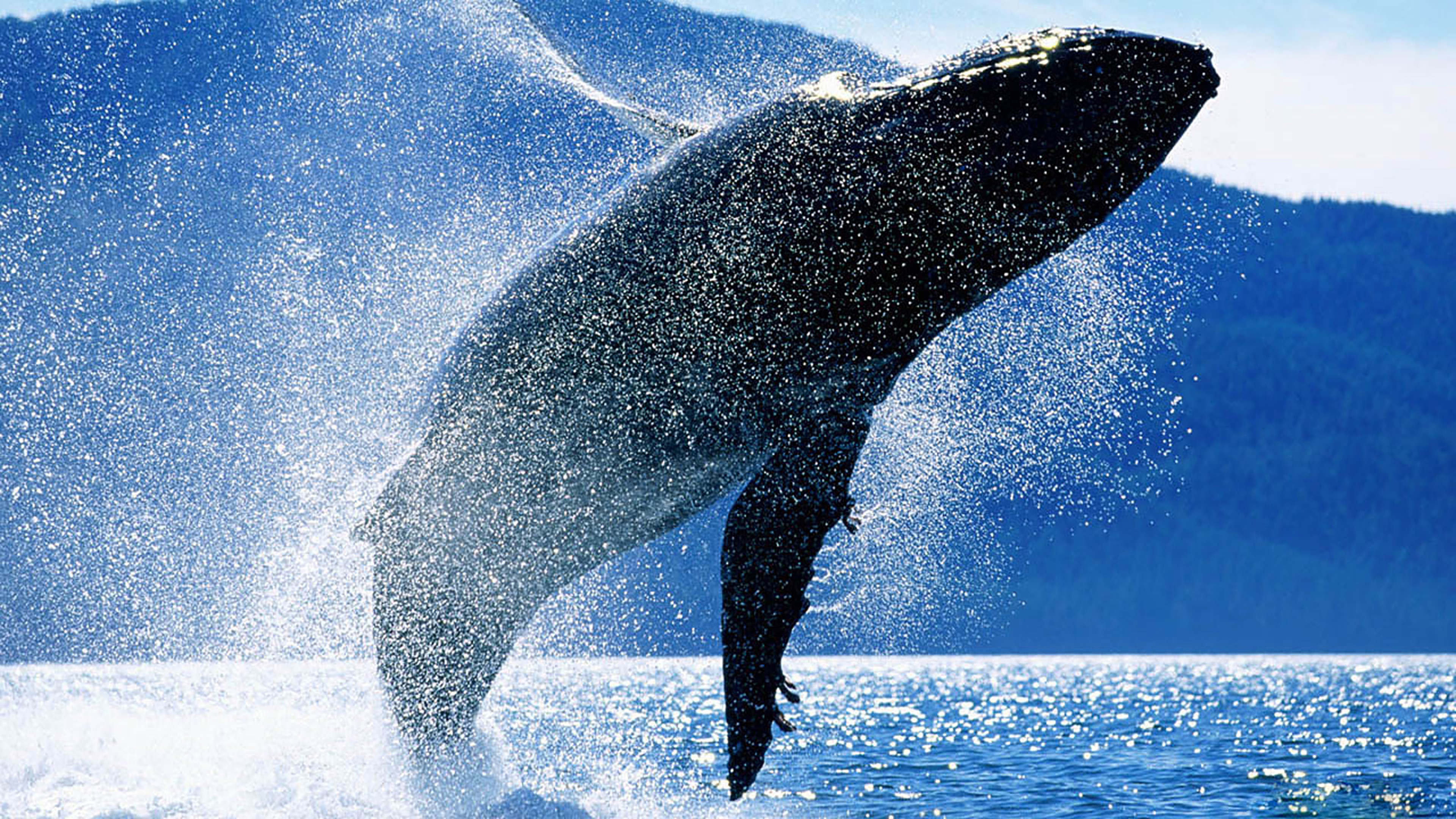 Ballenas, un viaje inolvidable