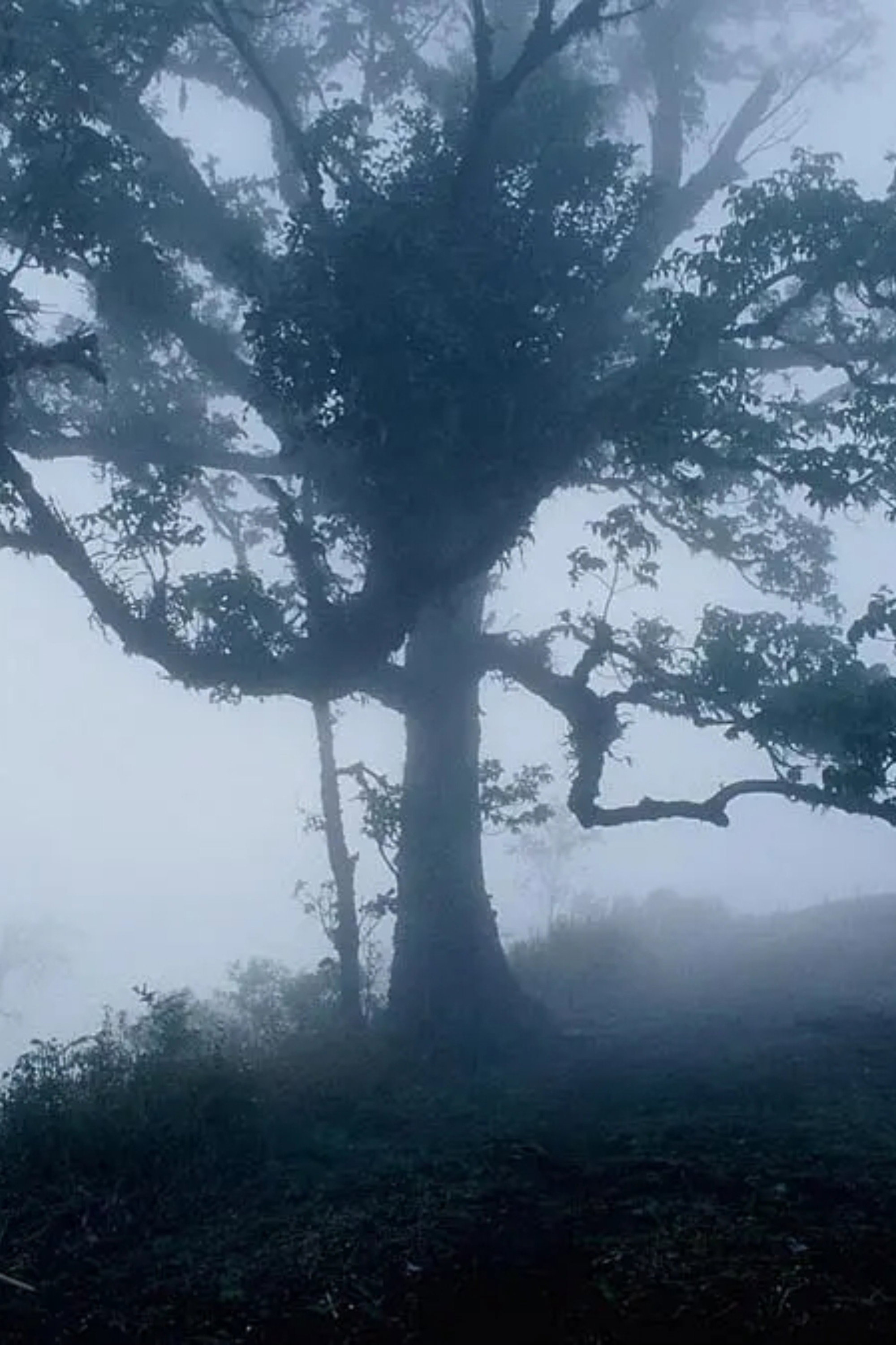 สัตว์วิกาล