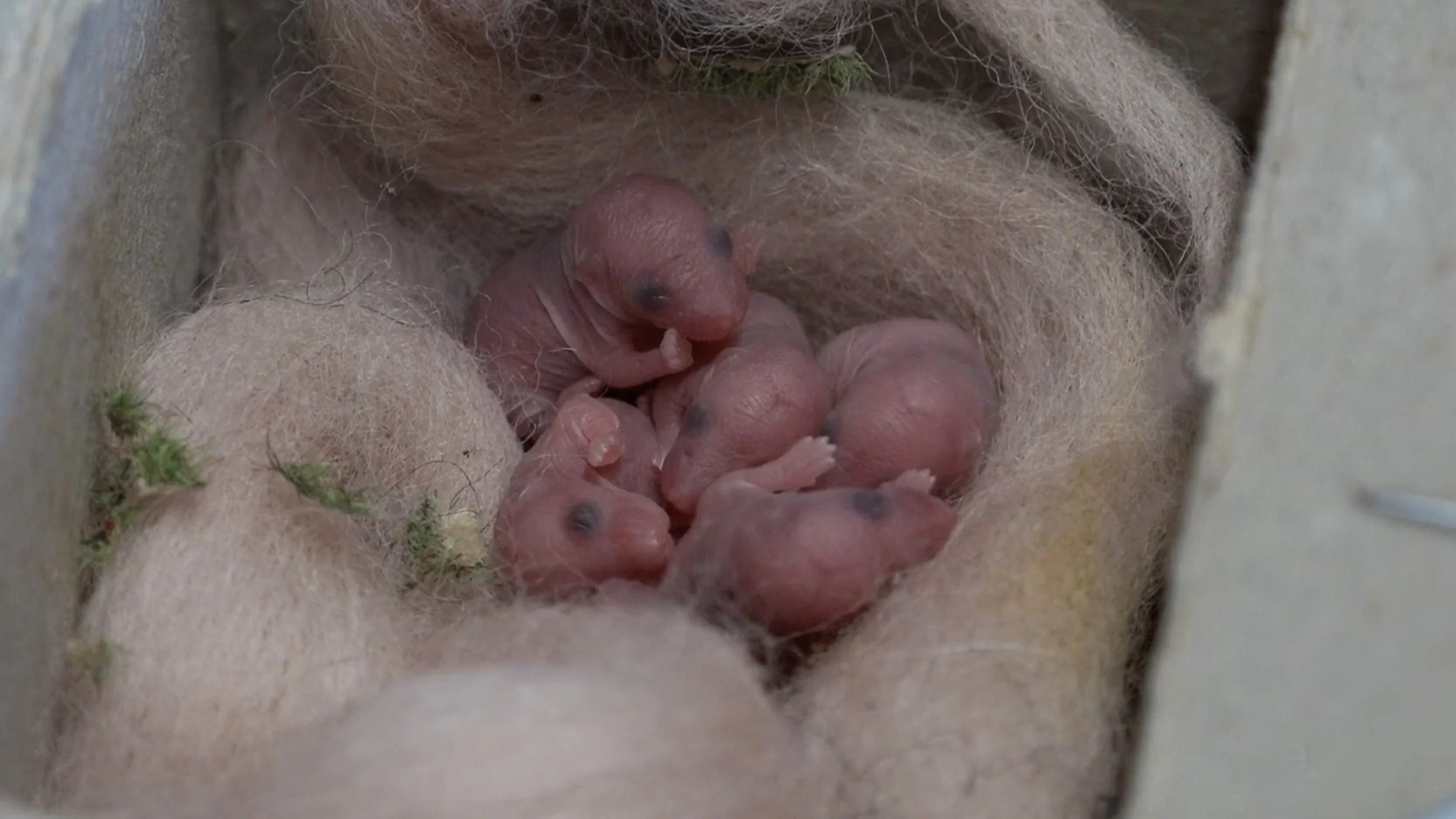 Mice of Rietveld